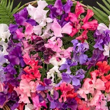 Lot De 15 Graines De Pois De