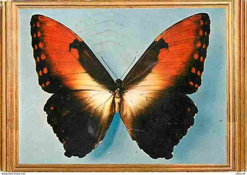 Carte postale animaux - -,