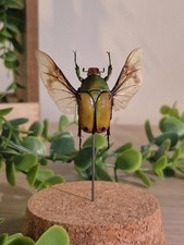 Insectes Naturalisés Sous Cloche En Verre