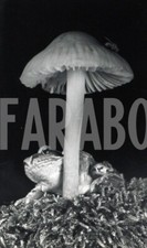 Photo De Presse Vintage