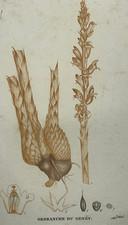 OROBANCHE GENET Plante GRAVURE