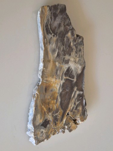 Tranche bois fossilisé - tranche,