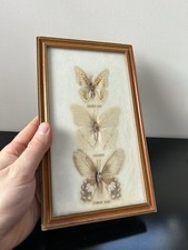 CADRE PAPILLONS NATURALISÉS