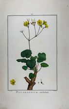 Sowerby pelargonium - sowerby.,