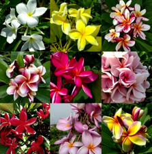 8 graines de PLUMERIA EN