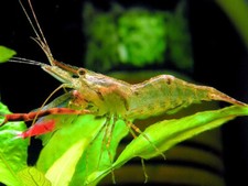 CREVETTE MACROBRACHIUS ASSAMENSIS - CREVETTE A PINCES ROUGES