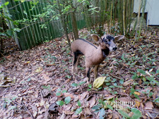 agneau lamb Lamm chevreau bébé  naturalisé taxidermie  curiosité  n° 15
