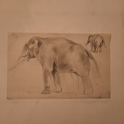 Dessin ancien animalier - dessin, fond