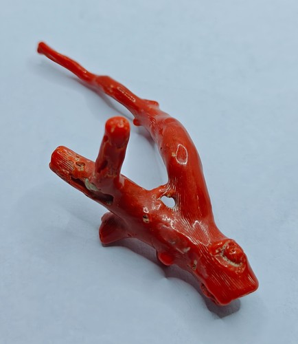 Branche corail rouge polie - corail,