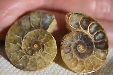 RARE ammonite Desmoceras