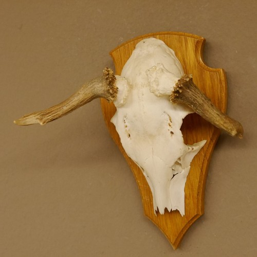 Cerf sombre anormal double - cerf,