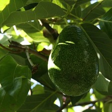 Persea americana 'Zutano' - Groupe B - Avocatier précoce