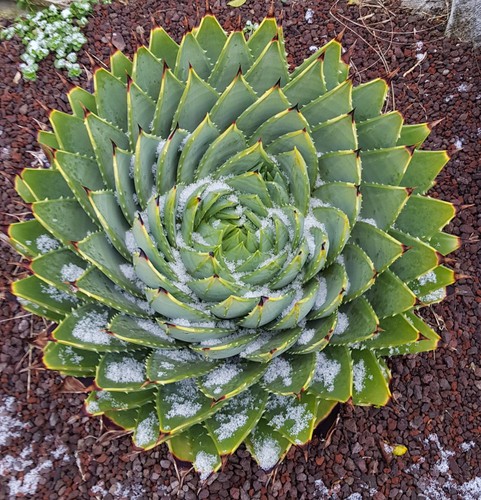 Aloe polyphylla aloès - polyphylla, /