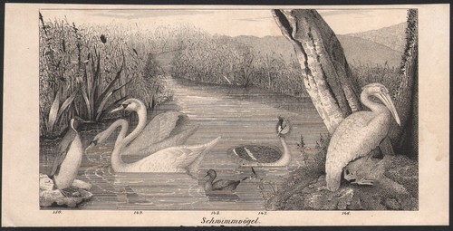 1840 gravure originale - gravure, oiseaux
