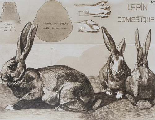 Mathurin meheut le lapin - meheut,