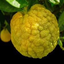 Citrus jambhiri - Schaub Rough Lemon - 5 graines+CADEAU