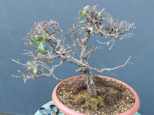 Pré-bonsaï en chêne rovella