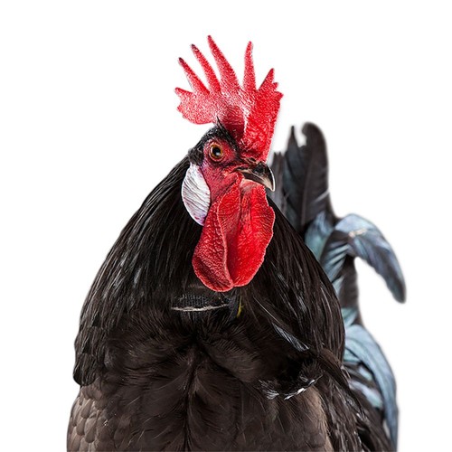Crow rooster collar reduce - rooster,