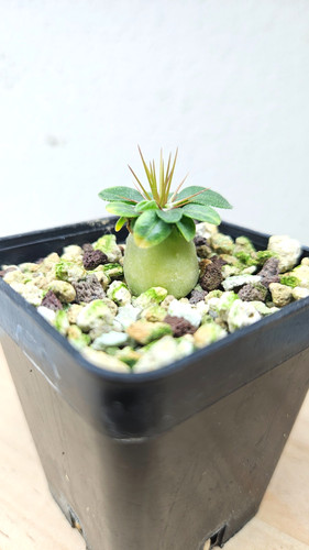 Pachypodium namaquanum