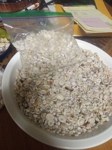 Nice shinny puka shells - shinny,