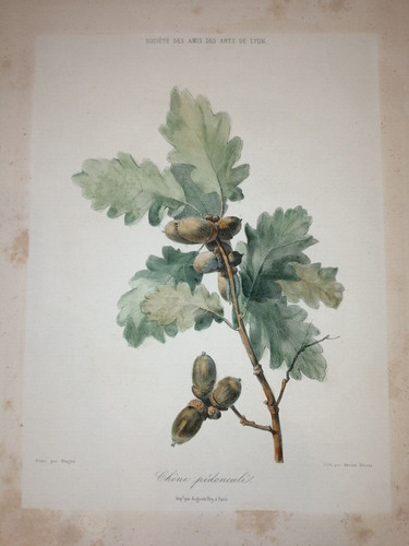 Lithographie couleurs 19eme - couleurs,