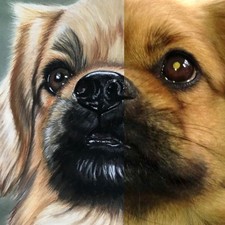 portrait chien d'après votre