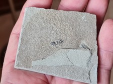 Insecte fossile: Fourmi alsace