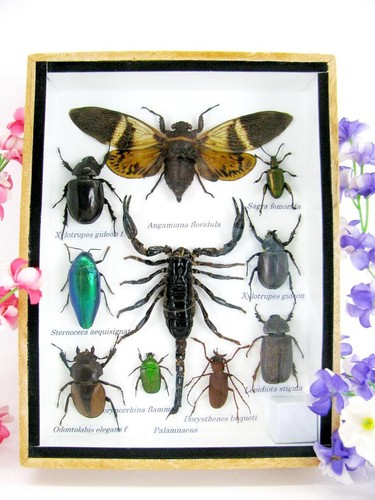 Véritables insectes