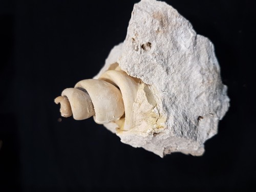 Coquillage turritelle fossile - coquillage,