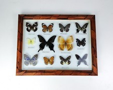 Cadre papillons naturalisés – vitrine entomologique vintage – déco murale 45×35
