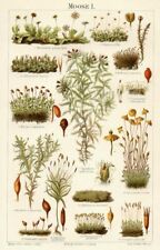 MOOSE Sphaigne Hépatiques