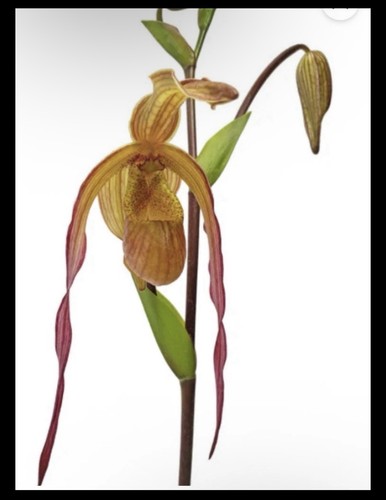 Phragmipedium geralda very - phragmipedium,