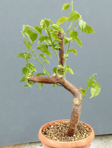 Bonsaï bougainvillier 23 - 48,