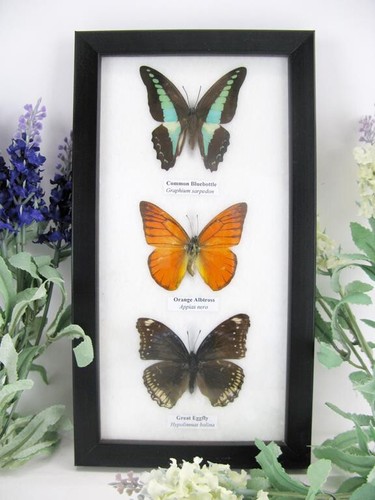 Vrais beaux papillons - 3,