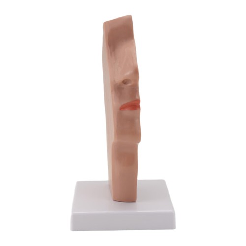 Modèle anatomie la - la, gorge