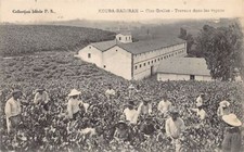 Algérie - KOUBA BADJRAH - Clos Grellet - Travaux dans les vignes - Ed. inconnu