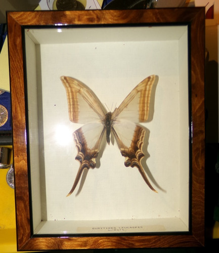 Papillon naturalisé cabinet - 2,