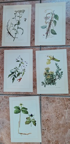 Botanique lot planches en - planches,