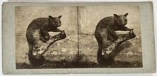 Galago Animal empaillé Taxidermie c1860 Photo Stereo Vintage Albumine