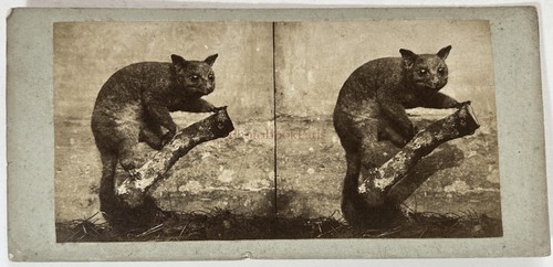 Galago animal empaillé - galago,