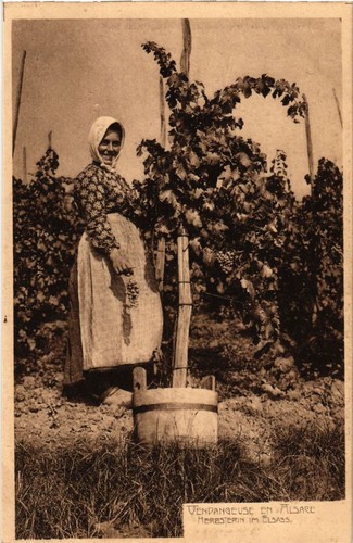 Cpa vendangeuse alsace - cpa,