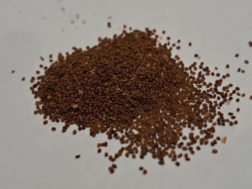 2500 graines tabac - graines,