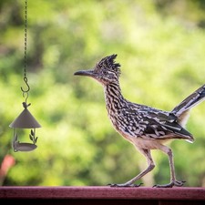 8 ensembles suspendus chaînes crochets mangeoires d'oiseaux de jardin