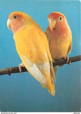 Animaux - Oiseaux - Perroquet - Perruches - CPM - Carte Neuve - Voir Scans Recto