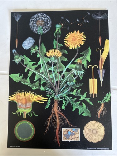 Affiche scolaire botanique - affiche,