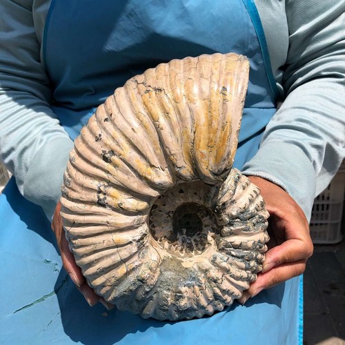 52lb natural ribbed - natural,