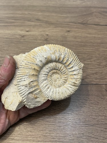 Ammonite sur gangue - ammonite,