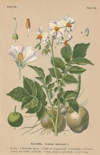 Pomme De Terre (Solanum