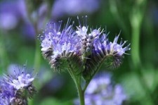 1000 GRAINES DE PHACELIE  Bio