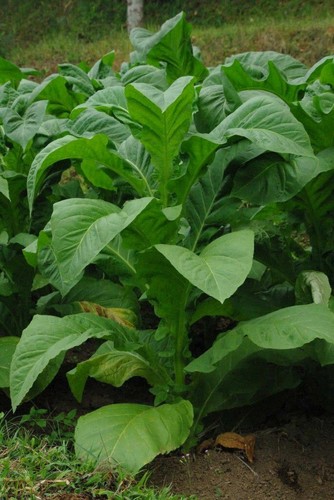 2000 graines tabac - tabac, bio